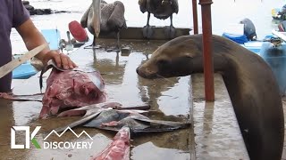 LTK Discovery - Sea Lion Waiting For Scraps