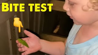 Baby Coyote Peterson Huge Grasshopper Bite Test