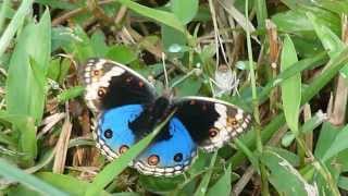 Blue Pansy courtship