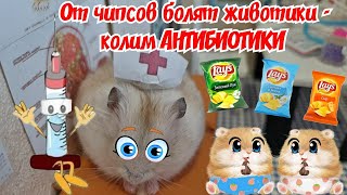 ХОМЯЧКИ у ВРАЧА 🐹