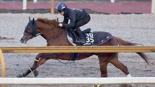 【シンザン記念】アルテヴェローチェ川田将雅騎手を背に鋭伸　GⅠ5着の雪辱へ須貝師「左回りは結果を出している」　｜競馬ニュース｜競馬予想のウマニティ