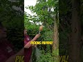 🌴Tim is picking papaya! 🤠🥭🌴  #papaya #fruit #picking #tropical #harvest