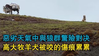 惡劣天氣中與狼群驚險對決，高大牧羊犬被咬的傷痕累累，與野狼對決，偷襲被牧羊犬的反擊所終結！