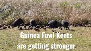 Guinea Fowl: The baby keets are growing strong