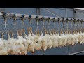 Chicken Hatchery Technology - Raising Broiler Farm - Modern Poultry Slaughter & Processing Plant