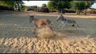 donkey fight with each other