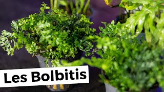 BOLBITIS | AQUABOTA