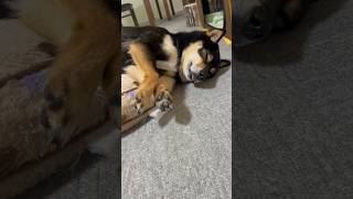 朝が弱くしぶしぶ散歩の準備する柴犬