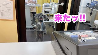 【元保護犬福くん】ペットホテルに迎えに行った時の愛犬の喜びが半端なく可愛いかった！