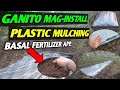 Paano mag BASAL Fertilizer Application|How to Install plastic mulch complete guide