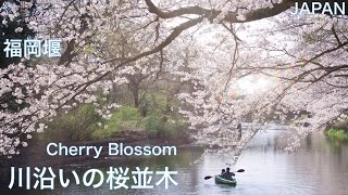 【CHERRY BLOSSOM, SAKURA：JAPAN】Walk along the river seeing cherry blossoms　Sakura Festival　