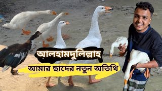 আলহামদুলিল্লাহ আমার ছাদে নতুন অতিথি আইসা পরছে সাদা রাজহাঁস