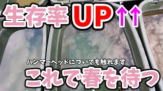 メダカ生存率UP‼️真冬の水換え後一週間経過しました【ハンマーヘッドの正体について】皆さん情報提供ありがとうございました。安らぎAQUAちゃんねる