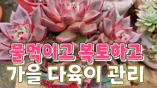 가을 준비합니다~ 다육이들 소환해서 복토하고  물주고 ~! 아픈 다육은 뽑아서 정리하고, 분갈이가 필요한 다육은 분갈이도 해주고~ 행복하네요~