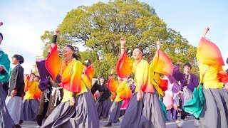 [4K]総踊り(エビバディこいや‼)　のつきみ祭 2017 京都大学11月祭