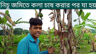 নিচু জমিতে কলা চাষ করার পর যা হয় জেনেনিন পুরো ভিডিও দেখে ২০২২