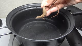 ペットのカナヘビを茹でて食べてみた