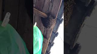 🎶軒下の分蜂球を捕獲🐝✨😆網カゴに日本ミツバチを落とし込む❣️