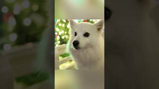 My Beautiful Dog in Christmas Lights / クリスマスイルミネーションと美しい白い犬 #shorts