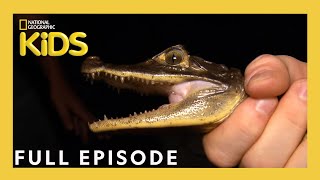 Animal Invaders | Weird But True! | S1 E10 | Full Episode | @natgeokids