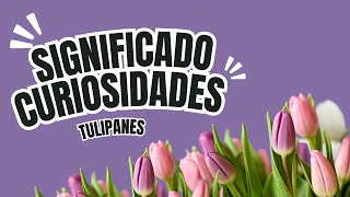 Significado y Curiosidades de los Tulipanes