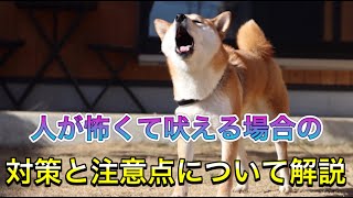 人を怖がって吠える犬の対策と注意点とは？メリットの最大化とデメリットの最小化を考えて