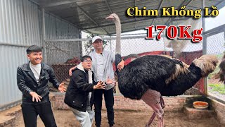 Dương KC | Bất Ngờ Khi Thấy Đà Điểu Khổng Lồ Tại Nhà Anh Quế Nghịch TV Và Anh Hưng Vlog