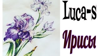 ☛ Ура-Ура-Ура Ирисы от Luca-S ЗАВЕРШЕНЫ