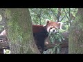 埼玉県こども動物自然公園　レッサーパンダ　ハナビ　red panda hanabi