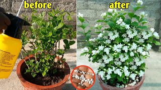 prepare of mogra jasmine like this for uncountable flowers | mogra | jasmine