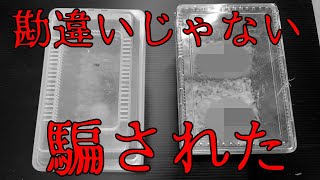 ヤフオクで初心者が勘違い【被害者続出】クワガタを落札する前に見てほしい