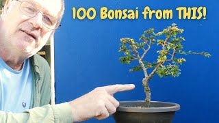 Discover the Secret: Chinese Elm is Your Ideal Bonsai Tree