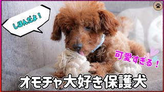 子犬のような保護犬トイプーのシホンちゃんを紹介します🐶👍