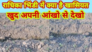 राधिका भिंडी में क्या है खासियत आंखो देखो|radhika bhindi buvayi kis mahine|thandi sardi ladyfinger ?