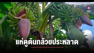 ชาวบ้านแห่ดูกล้วยประหลาด ออกลูก 3 เครือในต้นเดียว