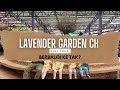 Lavender Garden Cameron Highland : Full Tour | BERBALOI TAK?