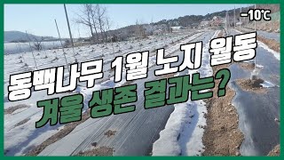 【동백나무 노지월동】 1월 겨울 나기 결과는?