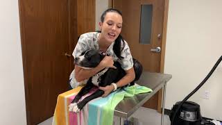 Intro to Veterinary Technology Restraint