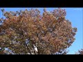 【full hd】鮫洲運動公園の紅葉