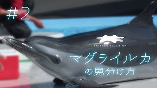 四国水族館がもっと楽しくなる！マダライルカの見分け方＃2【J編】