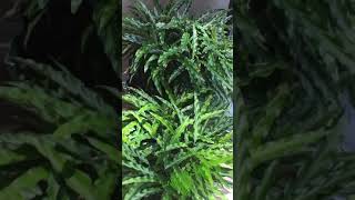 FURRY FEATHER CALATHEA | PICKY PLANTS #2 #shorts