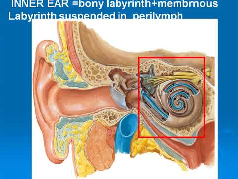 Labyrinth Anatomy - Anatomical Charts & Posters