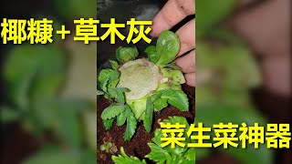 271 菜生菜神器，椰糠种植袋+草木灰 --- 投筆從農朱叫獸 365挑戰之271