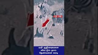 சரியான நேரத்தில் குட்டியை காப்பாற்றிய தாய்😱 #shorts #trending #animals