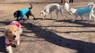 都会のど真ん中でビスケが迷子になりました（代々木公園ドッグラン）