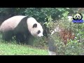 20141109回籠覺睡醒後，磨菇出門的圓仔the giant panda yuan zai and yuan yuan