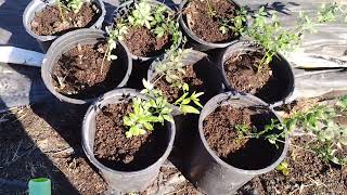 😍😍 Winter Jasmine propagation  from cuttings to flower