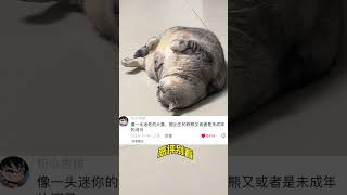 罐罐此身从此分明了~ 我和我的猫 打开得物app鉴别真假 猫猫的心思全写在脸上了