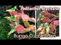 Bunga Cucak Rowo Cantik ( Pedilanthus Bractetus )