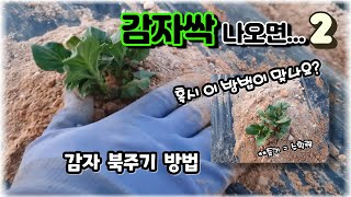 [텃밭야그8] 감자 북주기 이 방법이 맞나요?